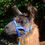 Miniaturbild: Nylonhalfter Lama