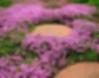 Fire-Resistant Perennials & Ground Covers: Red Creeping Thyme