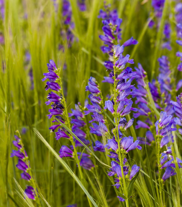 Rocky Mountain Penstemon Next Generation Landscapers 