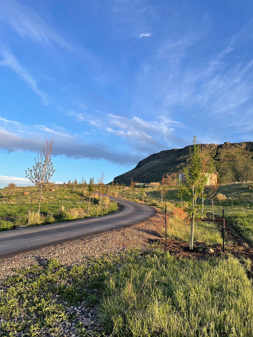 Trees planted by Next Generation Landscapers in Golden Colorado. Featuring Maple and Aspen Trees. 