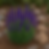 Top 15 Perennial Flowers That Bloom All Season Long in Colorado Gardens