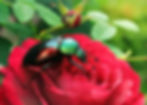 Japanese Beetle on Knock Out Roses