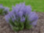 Top 15 Fire-Resistant Plants for Colorado Landscaping - Russian Sage