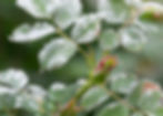 What to do with powdery mildew on my roses