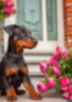 cute doberman dog with knock out roses - Trim Like a Pro: Essential Tips for Pruning and Caring for Knock Out Roses