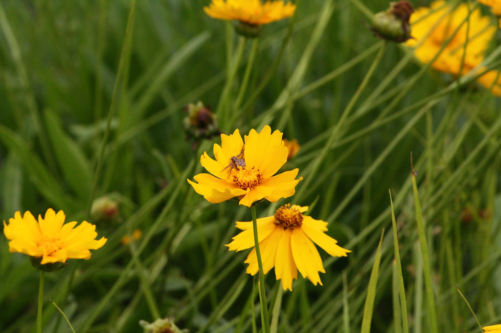 Thumbnail: Openlands Prairie Landscape 500 sq ft: Seed Mix