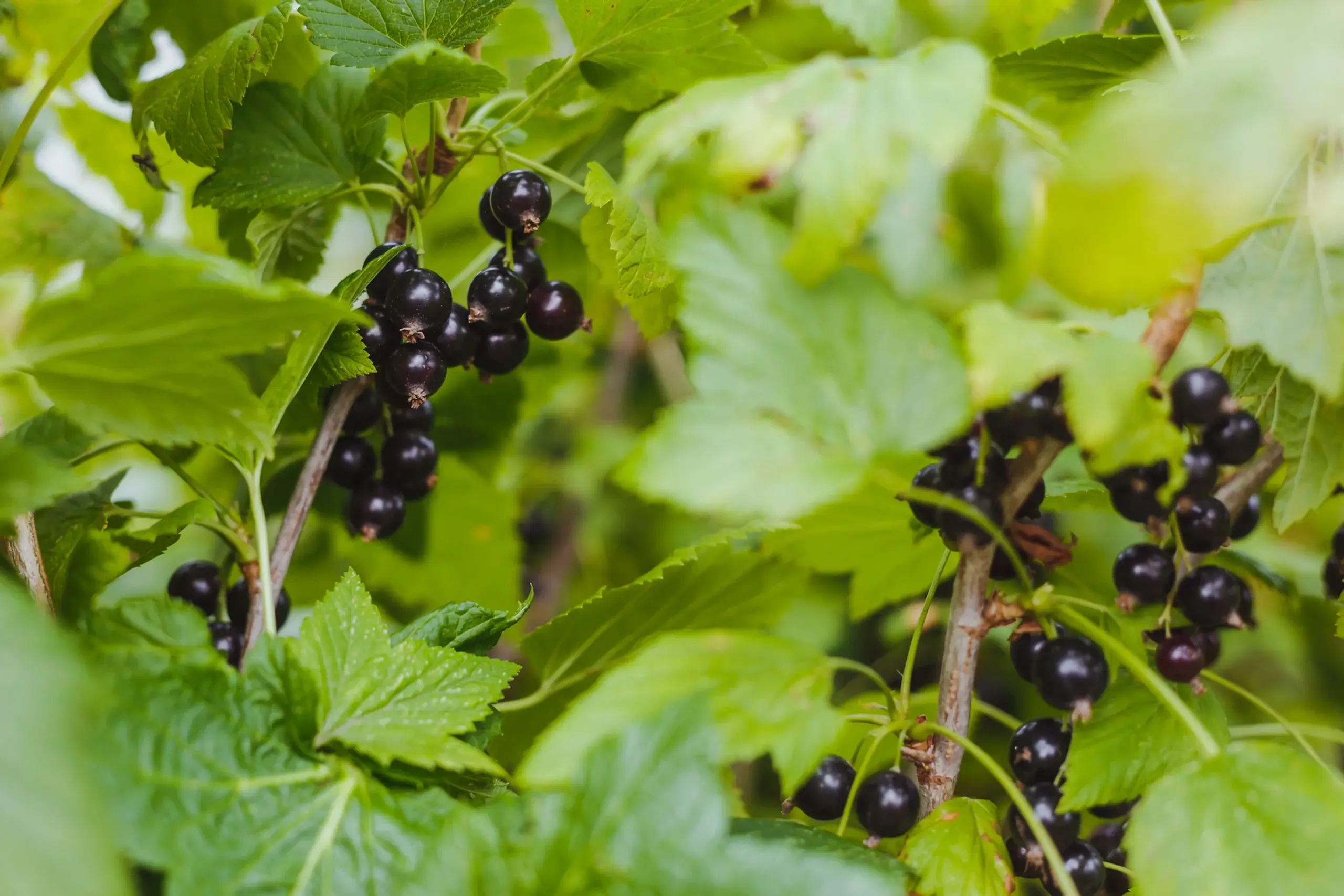 Black current - large container