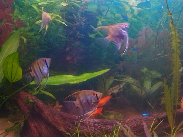 Pet picture 1