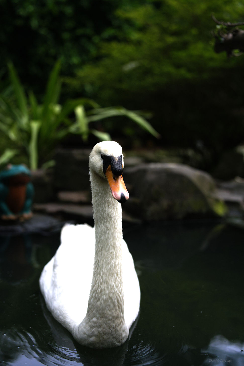 White Swan
