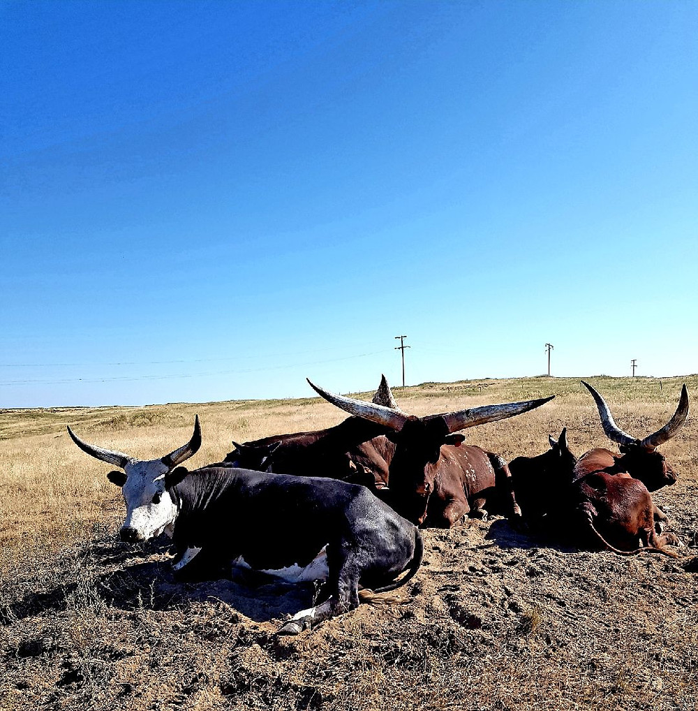 Long Horns
