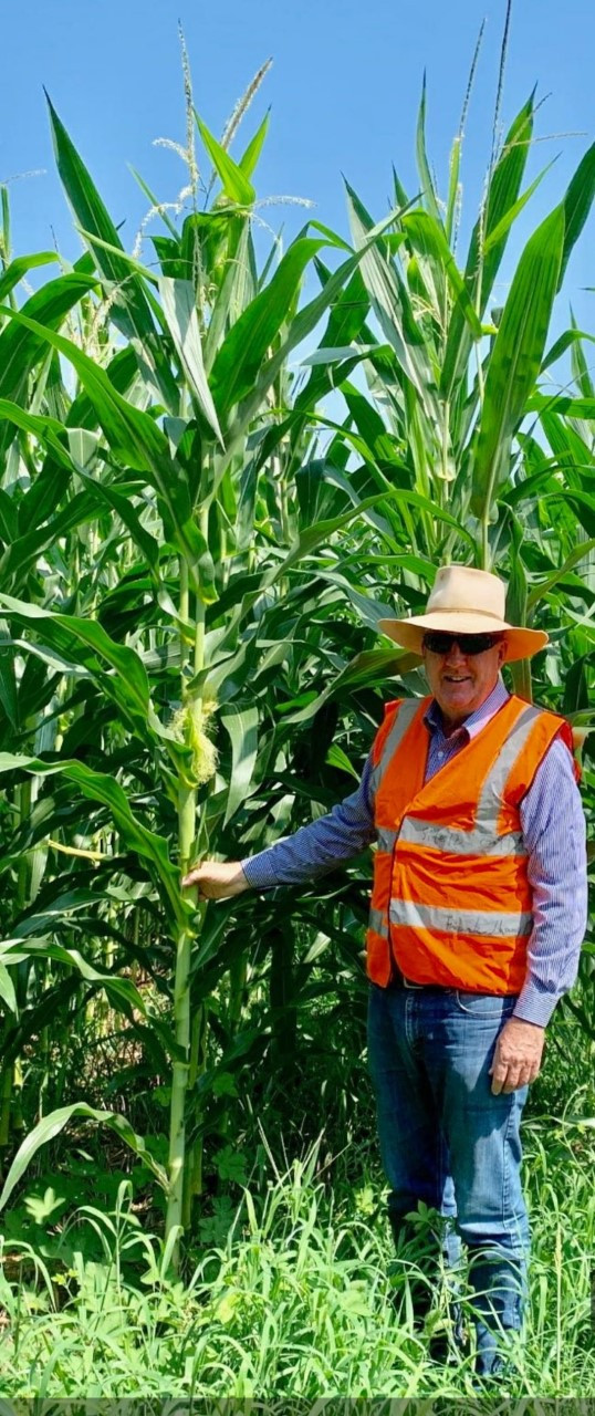 Corn crop