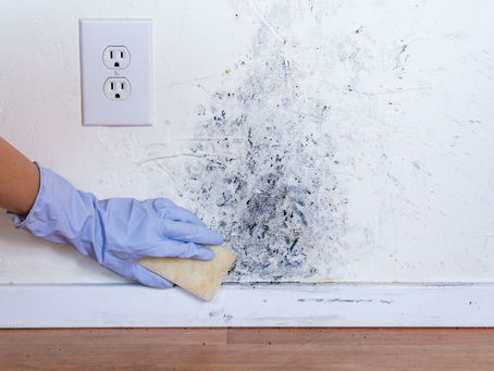 Understanding Mold Inspection and Remediation
