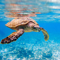 Luxury travel snorkeling turtle
