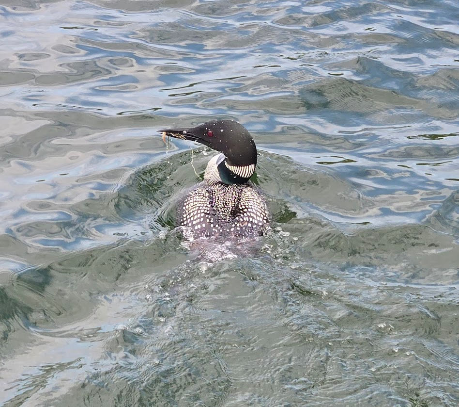 Solitary loon with fish in beak
