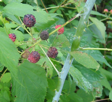 A Short Devotional About Discipleship