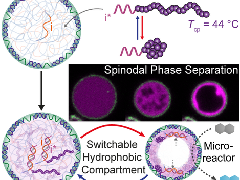 Switchable Hydrophobic Pockets in DNA Protocells Enhance Chemical Conversion
