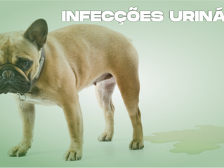 Infecções urinárias, um inimigo subestimado (Parte II)