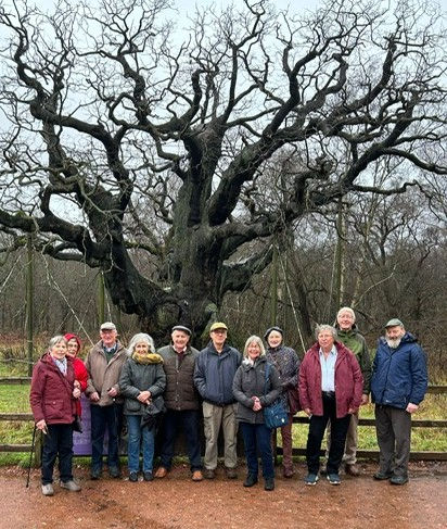 Major Oak group