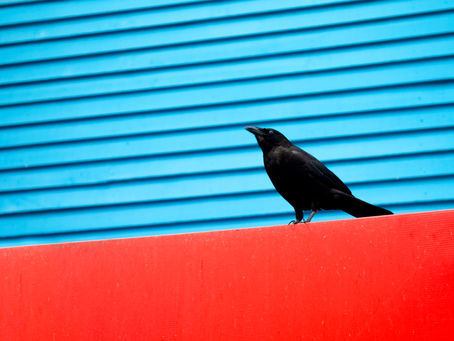 Blackbird Health Brand Strategy and Visual Identity Development