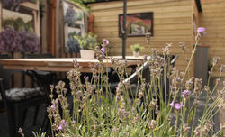 buiten tuin aug 2016