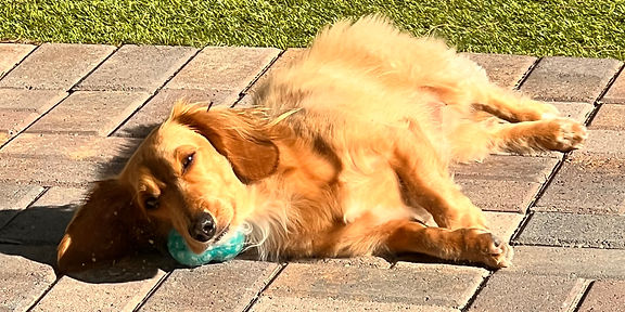 dachshund in sun.jpg