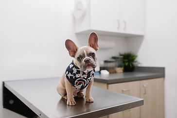 Small Dog in Bandana Sitting on an exam table
