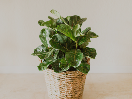 Best Greenery Finds for Your STR