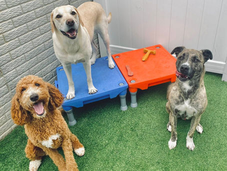 The Cedar Rapids Dog Boarding Guide: What to Look for Before You Book