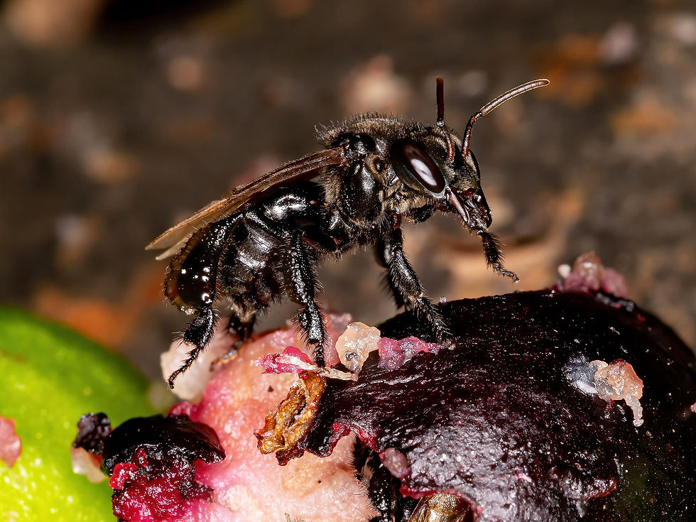 Of course the Vulture Bee is all EMO black