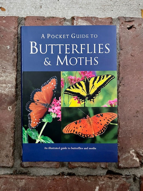 Butterflies and Moths - a pocket guide