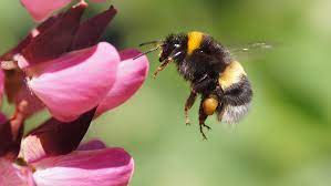 10 Amazing Bumblebee Facts