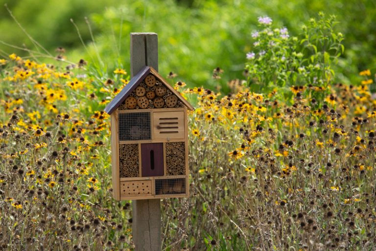 Crafted insect houses can be a perfect place for solitary bees and other beneficial species to hibernate.