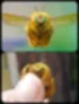 Hi there. I'm cute and here to pollinate.