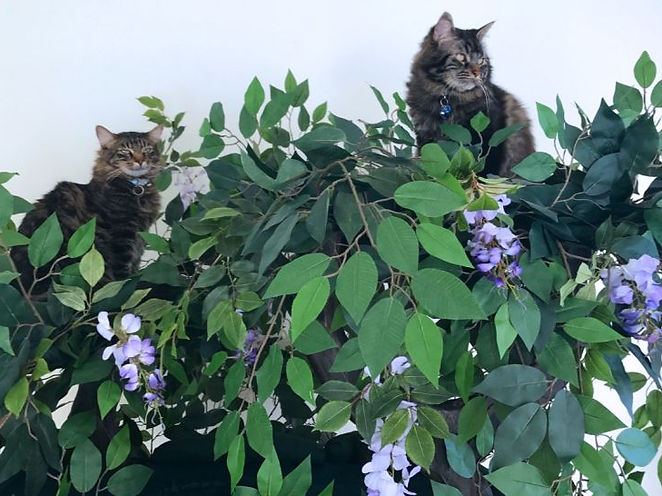 Maine Coon Cat Trees