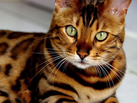 Allergique aux chats?