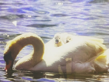 白鳥🦢赤ちゃんはどぉこだ?