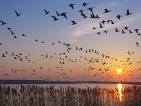The Employment of Artificial Intelligence is Beneficial to Understand Bird Migration and Collisions