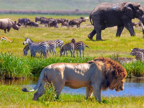 Using Deep Learning Models to Save Earth's Biodiversity