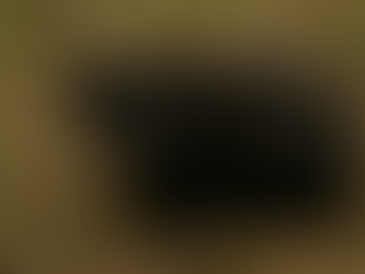 Cidade catarinense que recebeu gato-do-mato melânico guarda outros registros surpreendentes