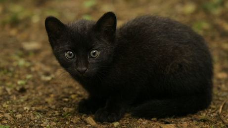 Cidade catarinense que recebeu gato-do-mato melânico guarda outros registros surpreendentes