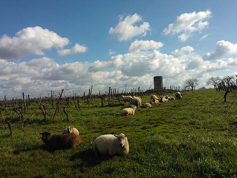 Moutons dans les vignes