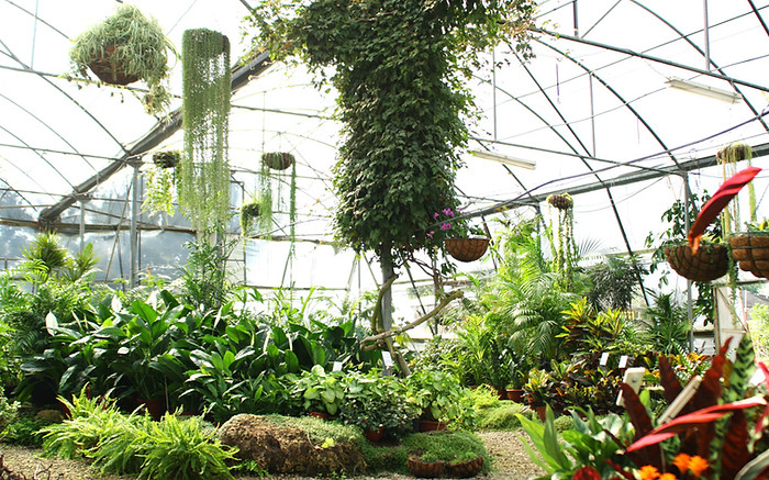 観葉植物 選び方