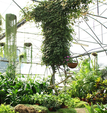 Green House