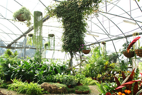 Green House