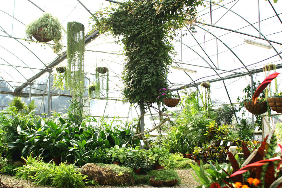 Indoor Plant Nursery