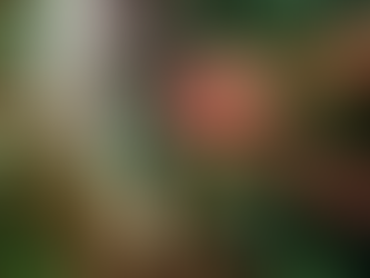 “Preço do café deve cair apenas em 2026, mas não retornará ao nível habitual”, diz Abic.