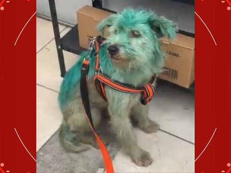 VÍDEO: cachorro de rua é pintado com tinta no Paraná, e polícia investiga crime de maus-tratos