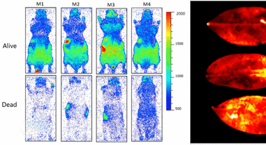 Estudo detecta "luz da vida" que se apaga após a morte de animais