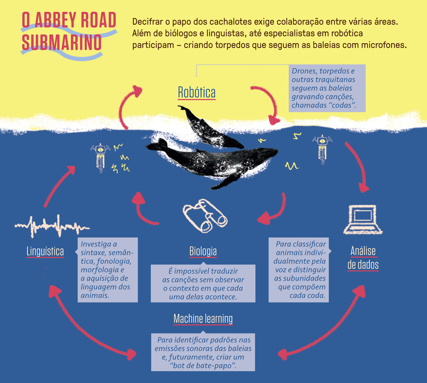Infográfico explicando a captação e a análise de dados do sistema de comunicação dos cetáceos.