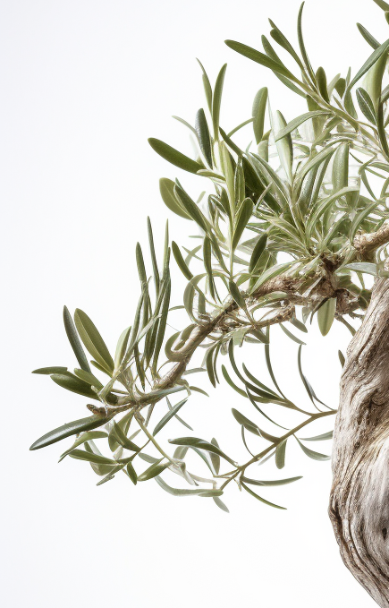 Varumärkeskoncept Varumärkesupplevelse Grafisk design Varumärkesimplementering